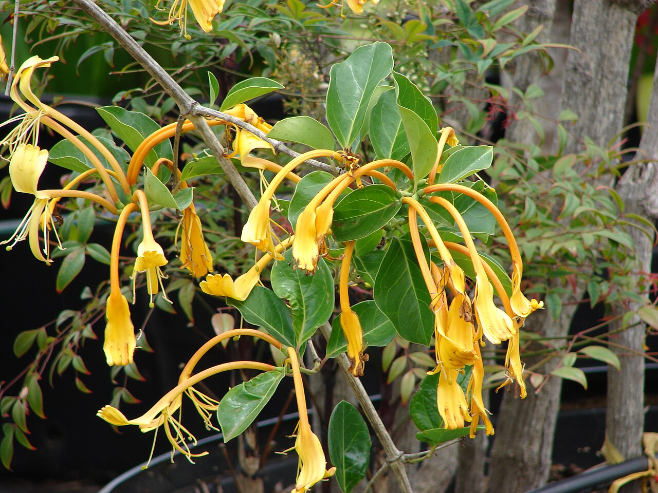 Lonicera hildebrandiana: starr-090520-8187-plant-Lonicera_hildebrandiana-flowers_and_leaves-Keokea