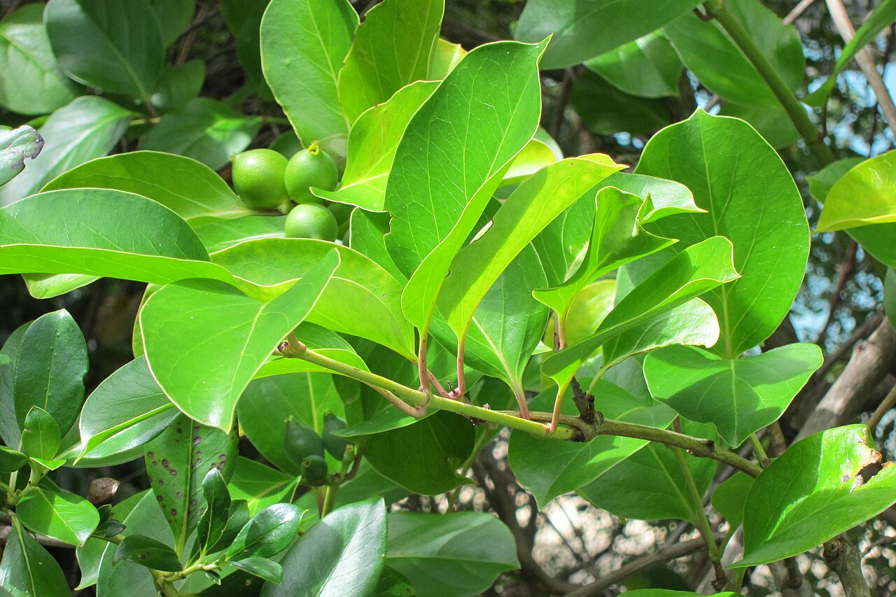 Lonicera hildebrandiana (Lonicera hildebrandiana)