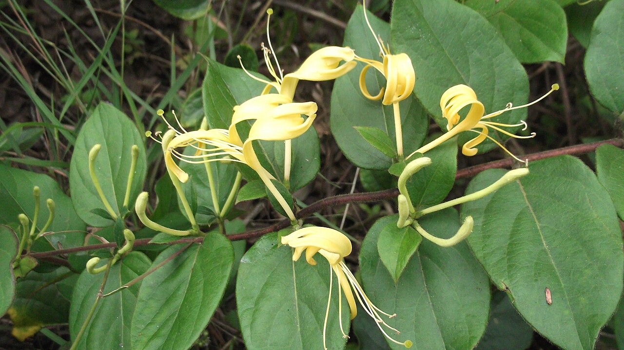 Lonicera hildebrandiana: Gaint honey suckle-Climber,flowers white,deepening to orange,fragrant.