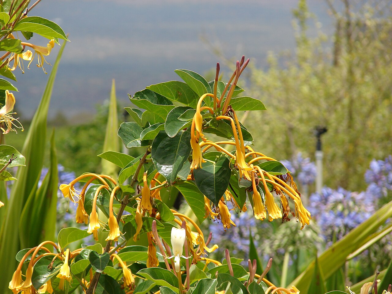 Lonicera hildebrandiana: Lonicera hildebrandiana (Large honeysuckle, giant Burmese honeysuckle) Flowers and leaves at Keokea, Maui, Hawaii. May 20, 2009 #090520-8178 Image Use Policy
