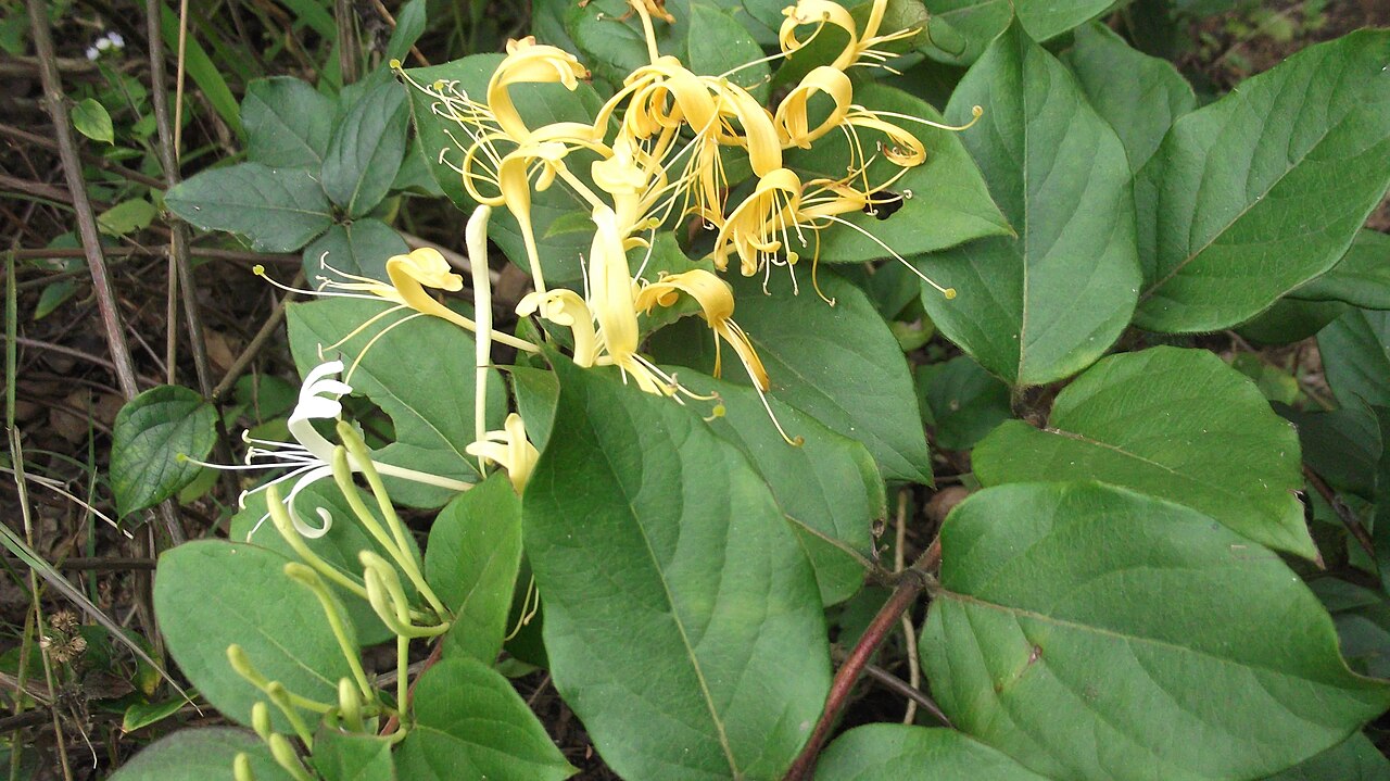 Lonicera hildebrandiana: Gaint honey suckle-Climber,flowers white,deepening to orange,fragrant.