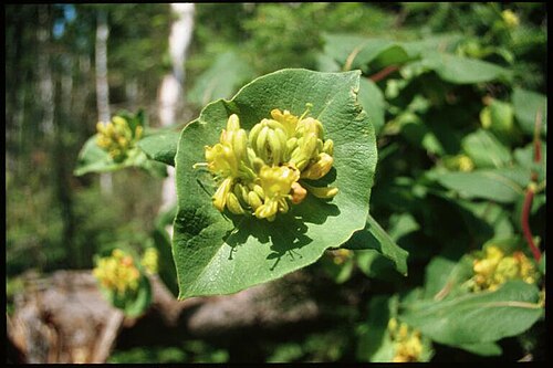 Hairy honeysuckle: Lonicera_hirsuta_2-eheep