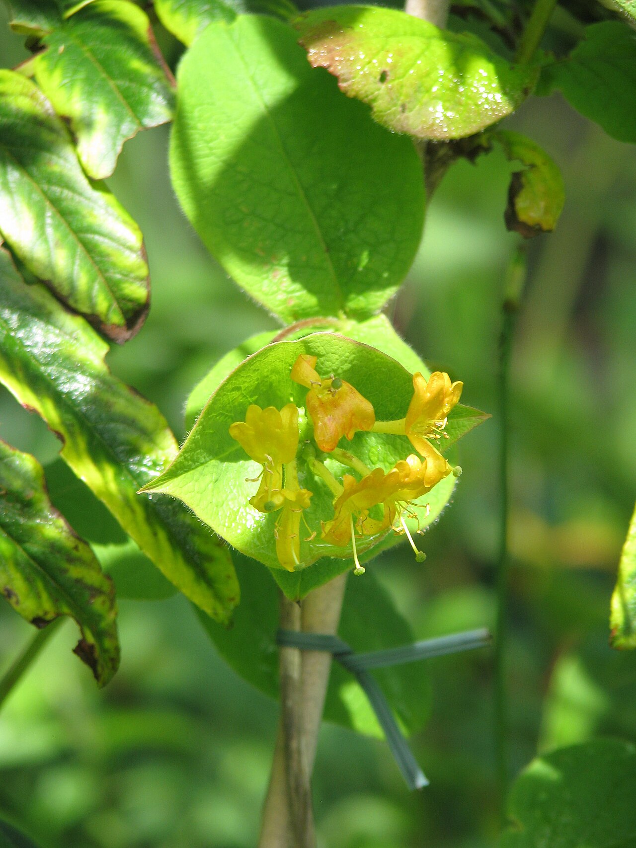 Hairy honeysuckle: Lonicera hirsuta