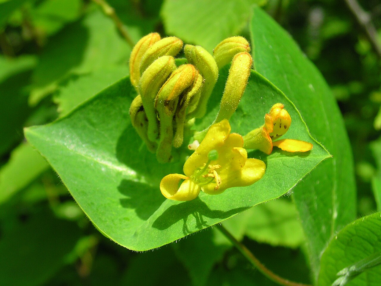 Hairy honeysuckle: Lonicera_hirsuta_6