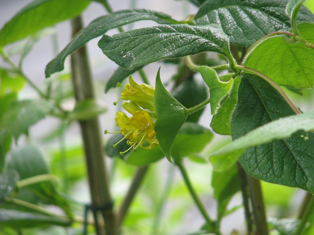Hairy honeysuckle: Lonicera hirsuta