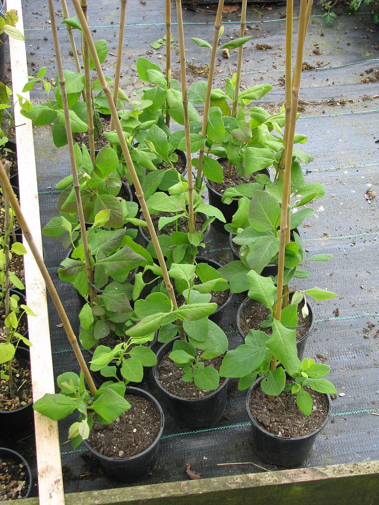 Hairy honeysuckle: Another new American. Should have good tubular yellow flowers. The leaves are a lovely fresh green
