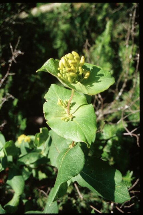 Hairy honeysuckle: Lonicera_hirsuta_3-eheep