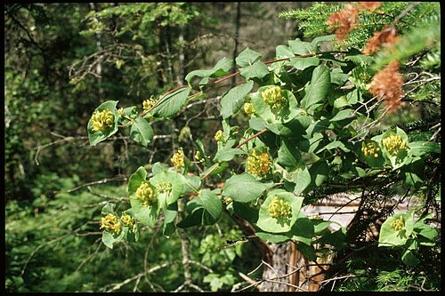 Hairy honeysuckle: Lonicera_hirsuta_1-eheep