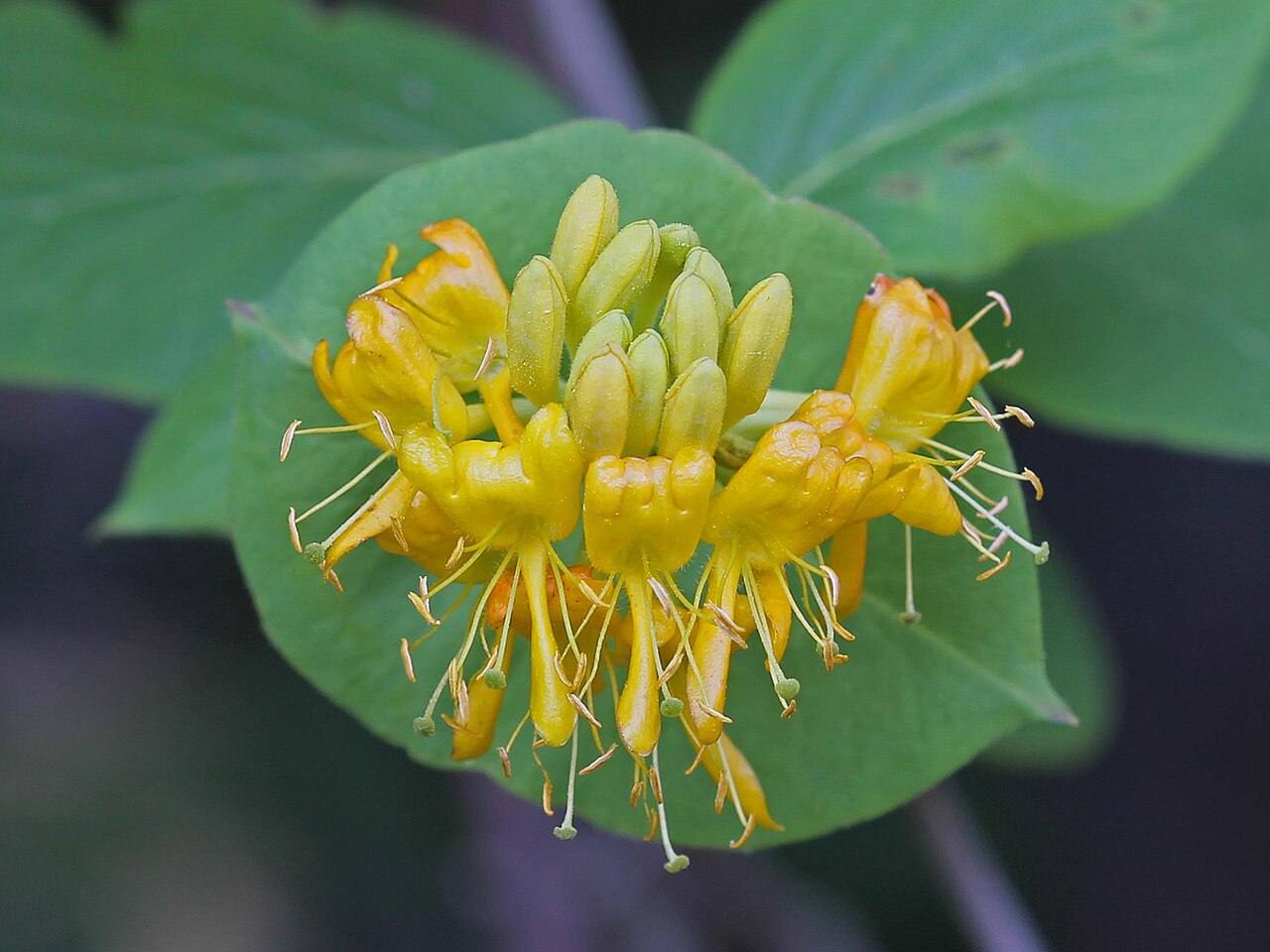Hairy honeysuckle: Lonicera hirsuta Eaton - hairy honeysuckle - Fenwick Township, Goulais River, Ontario, Canada