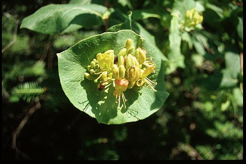 Hairy honeysuckle: Lonicera_hirsuta_5-eheep