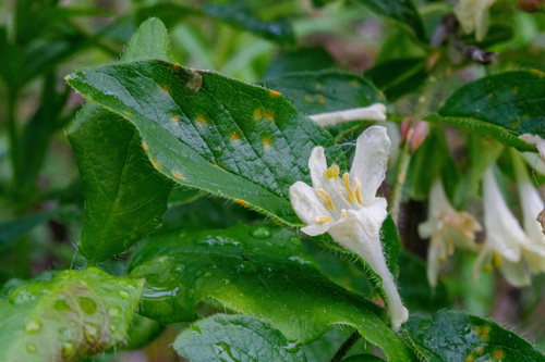 Lonicera hispida (Lonicera hispida)
