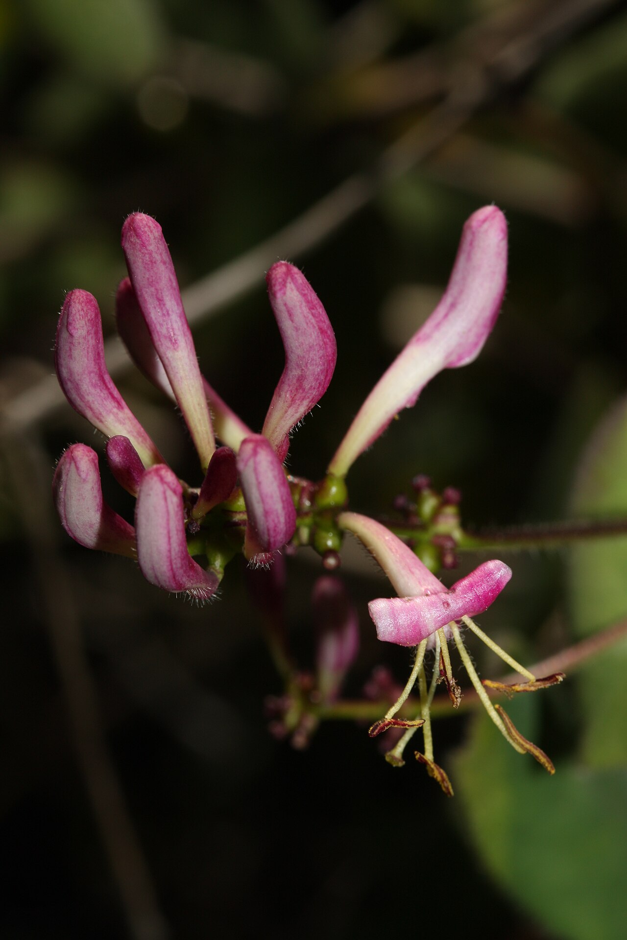 Pink honeysuckle: Pink Honeysuckle