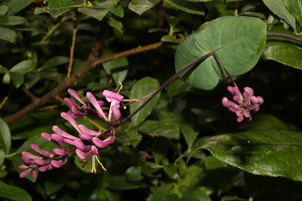 Pink honeysuckle: Pink Honeysuckle
