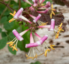 Pink honeysuckle (Lonicera hispidula)