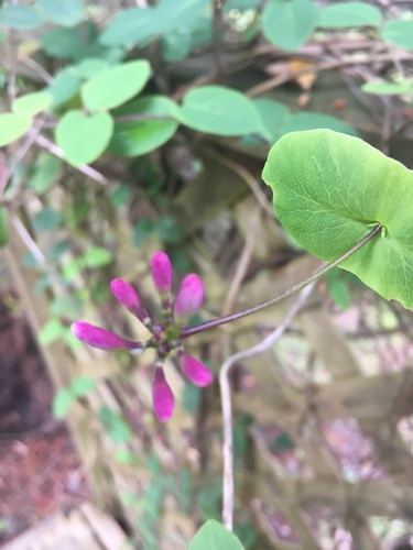 Pink honeysuckle (Lonicera hispidula)