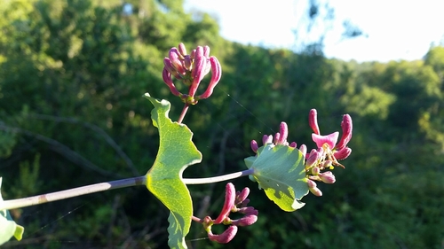 Pink honeysuckle (Lonicera hispidula)