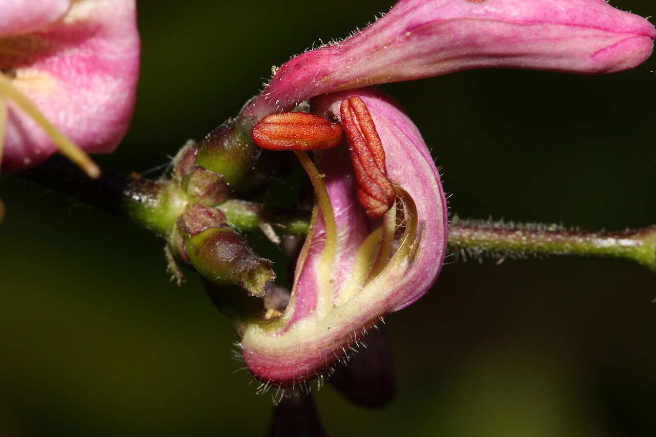 Pink honeysuckle: Pink Honeysuckle