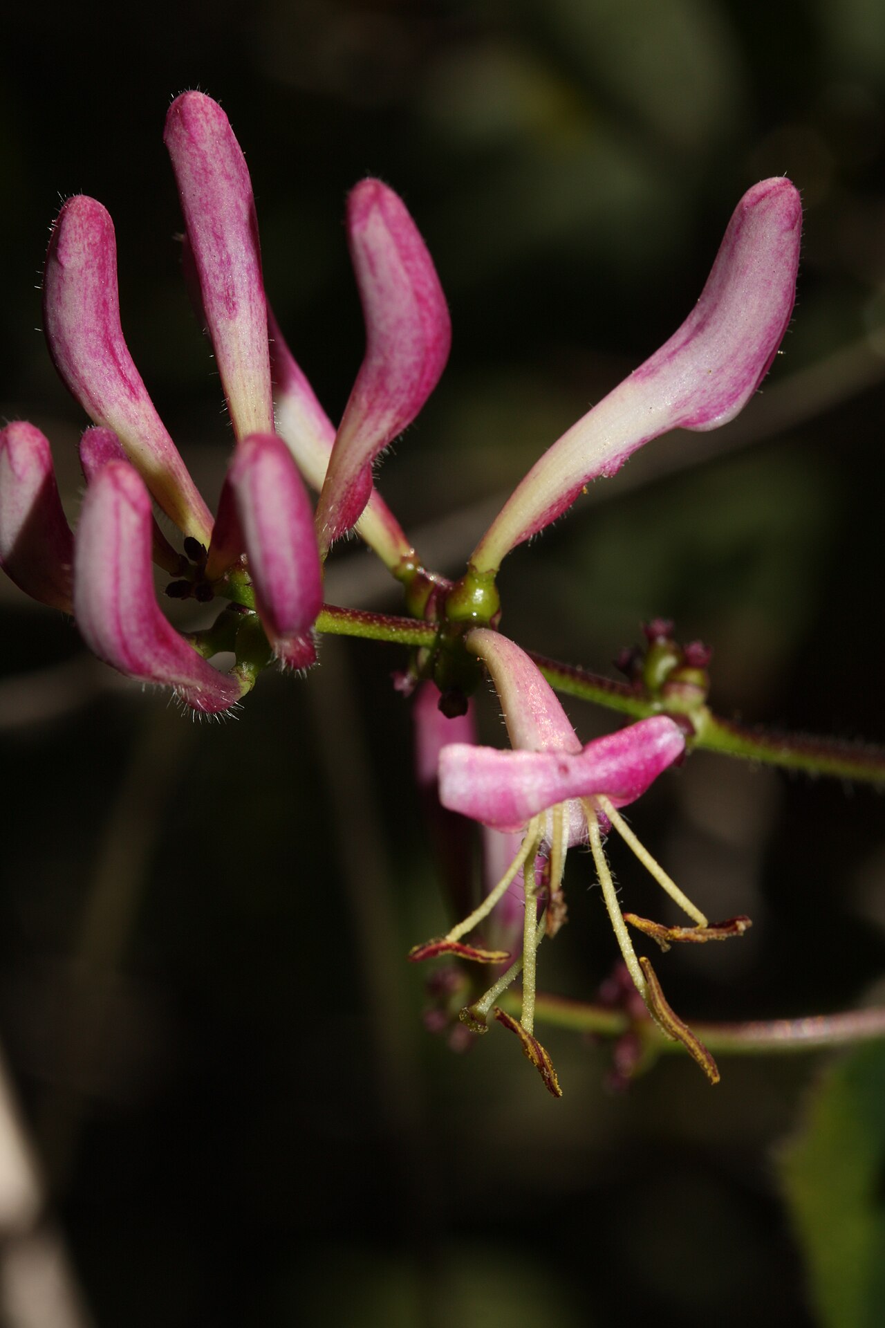 Pink honeysuckle: Pink Honeysuckle