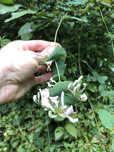 Pink honeysuckle (Lonicera hispidula)