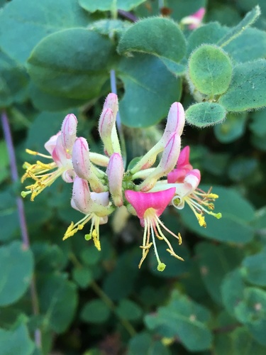 Pink honeysuckle (Lonicera hispidula)