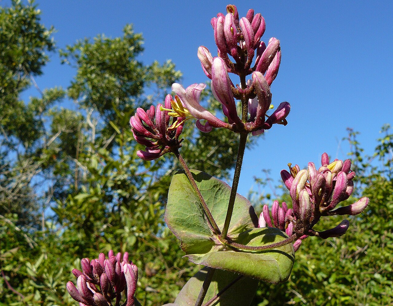 Pink honeysuckle: Lonicera hispidula — California honeysuckle, flowers. Vine, blooming in May, in Montana de Oro State Park , California.
