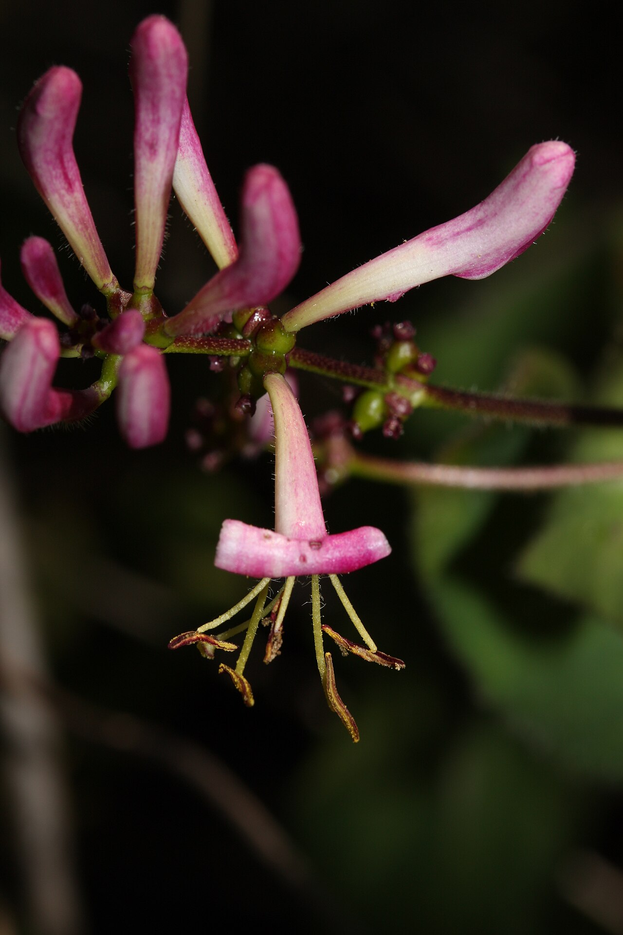 Pink honeysuckle: Pink Honeysuckle