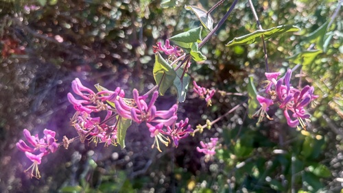 Pink honeysuckle (Lonicera hispidula)