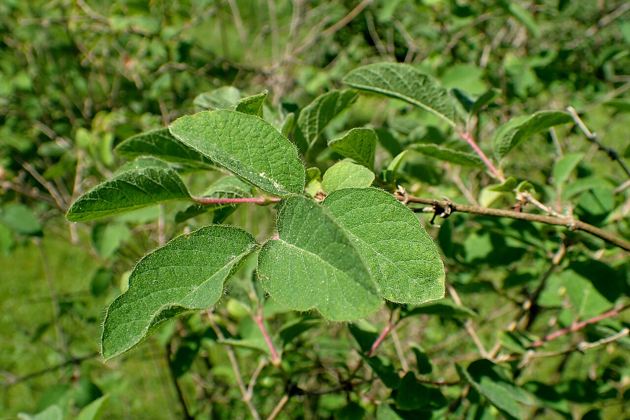 Lonicera humilis: Lonicera humilis (labelled as Lonicera altmannii) in the Botanischer Garten, Berlin-Dahlem