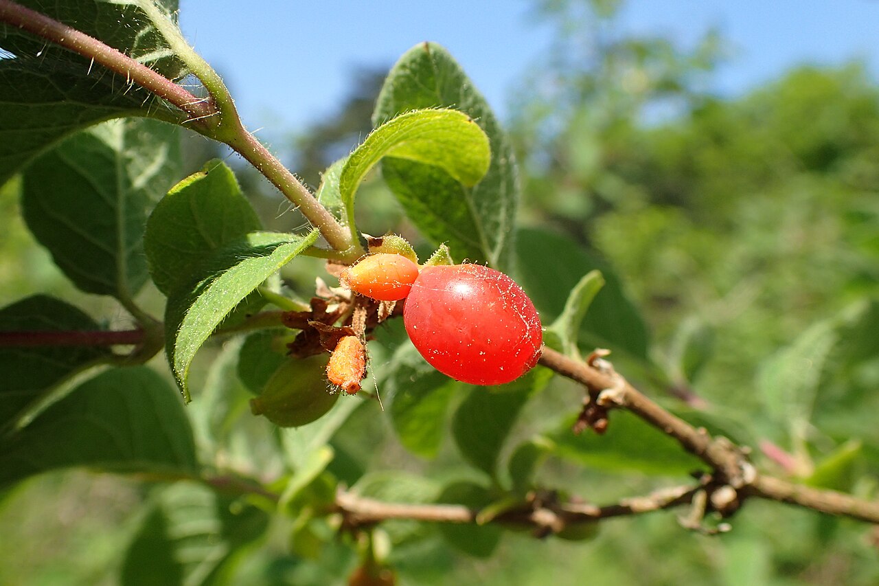 Lonicera humilis: Lonicera humilis (labelled as Lonicera altmannii) in the Botanischer Garten, Berlin-Dahlem