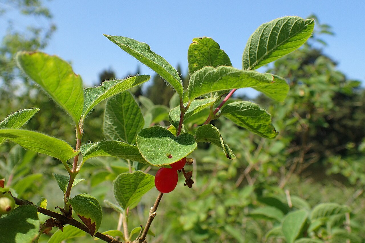 Lonicera humilis: Lonicera humilis (labelled as Lonicera altmannii) in the Botanischer Garten, Berlin-Dahlem