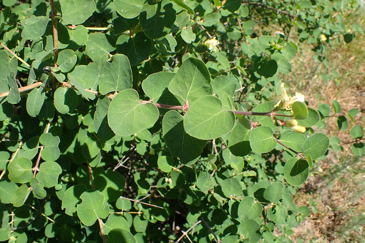 Lonicera iberica: Lonicera iberica in Karahunj, Armenia