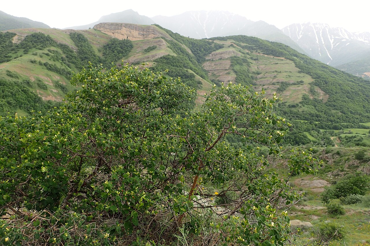 Lonicera iberica: Lonicera iberica in Lernadzor, Armenia