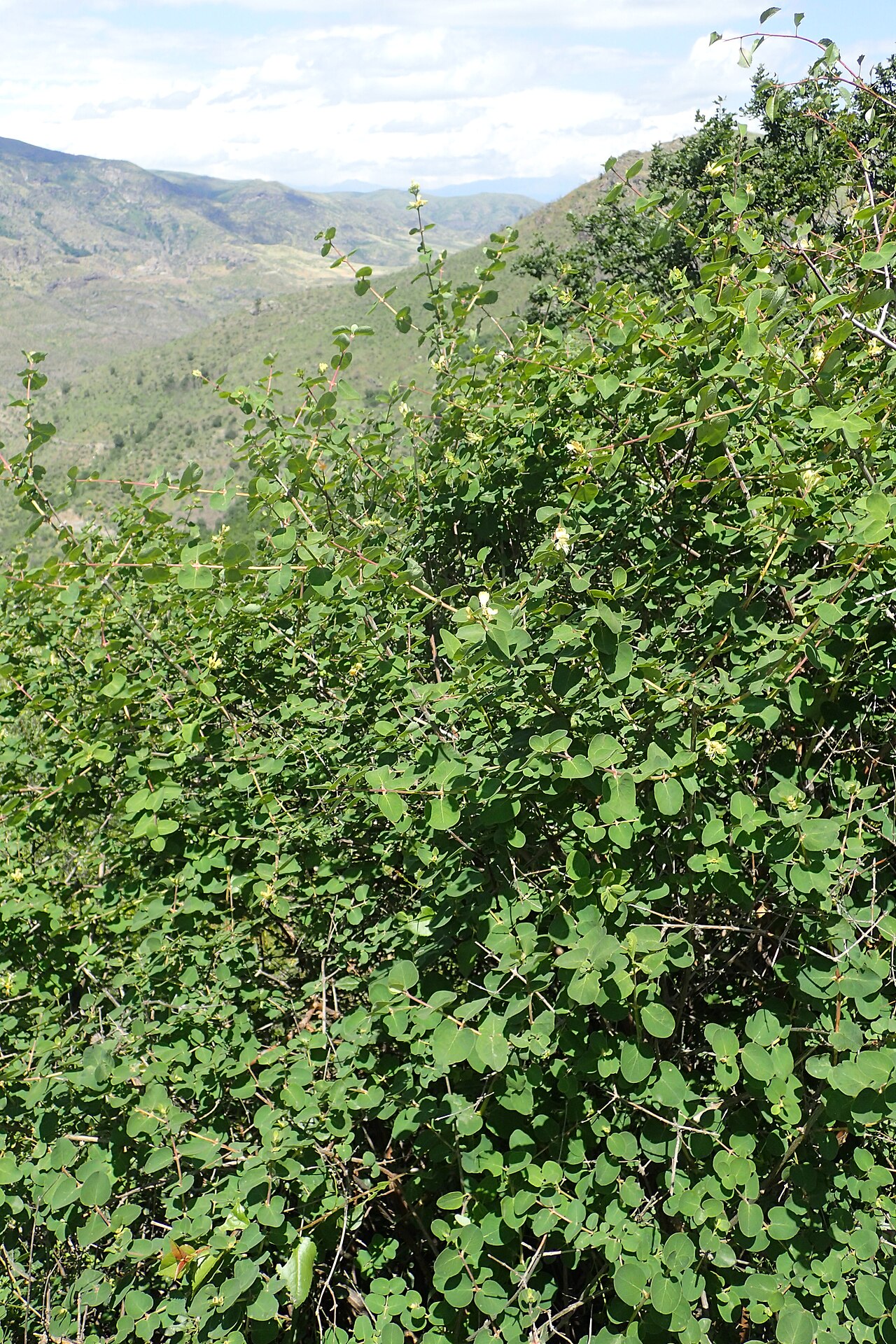 Lonicera iberica: Lonicera iberica in Karahunj, Armenia