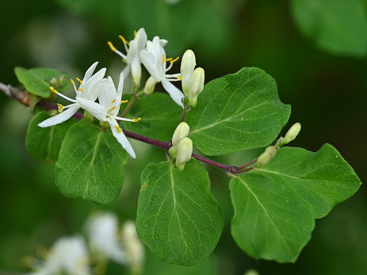 Lonicera iberica: Lonicera iberica in the Botanischer Garten, Berlin-Dahlem