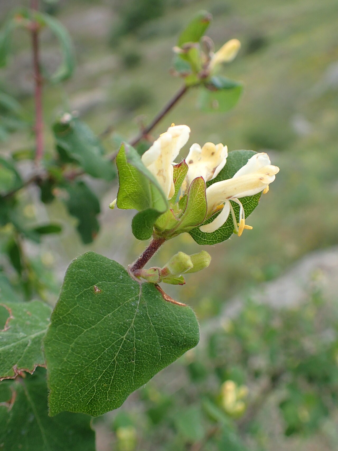 Lonicera iberica: Lonicera iberica in Lernadzor, Armenia