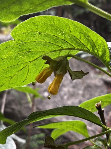 Twinberry honeysuckle