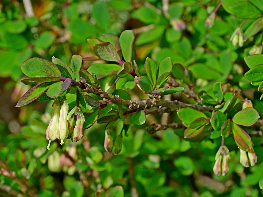 Kawakami’s honeysuckle (Lonicera kawakamii)