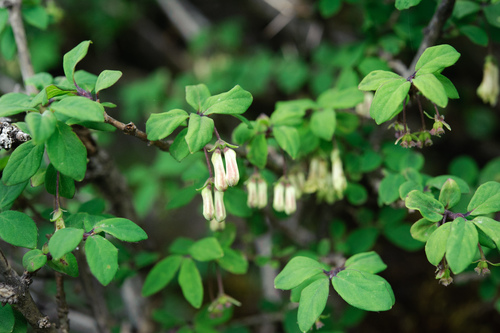 Kawakami’s honeysuckle (Lonicera kawakamii)