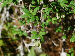 Kawakami’s honeysuckle (Lonicera kawakamii)