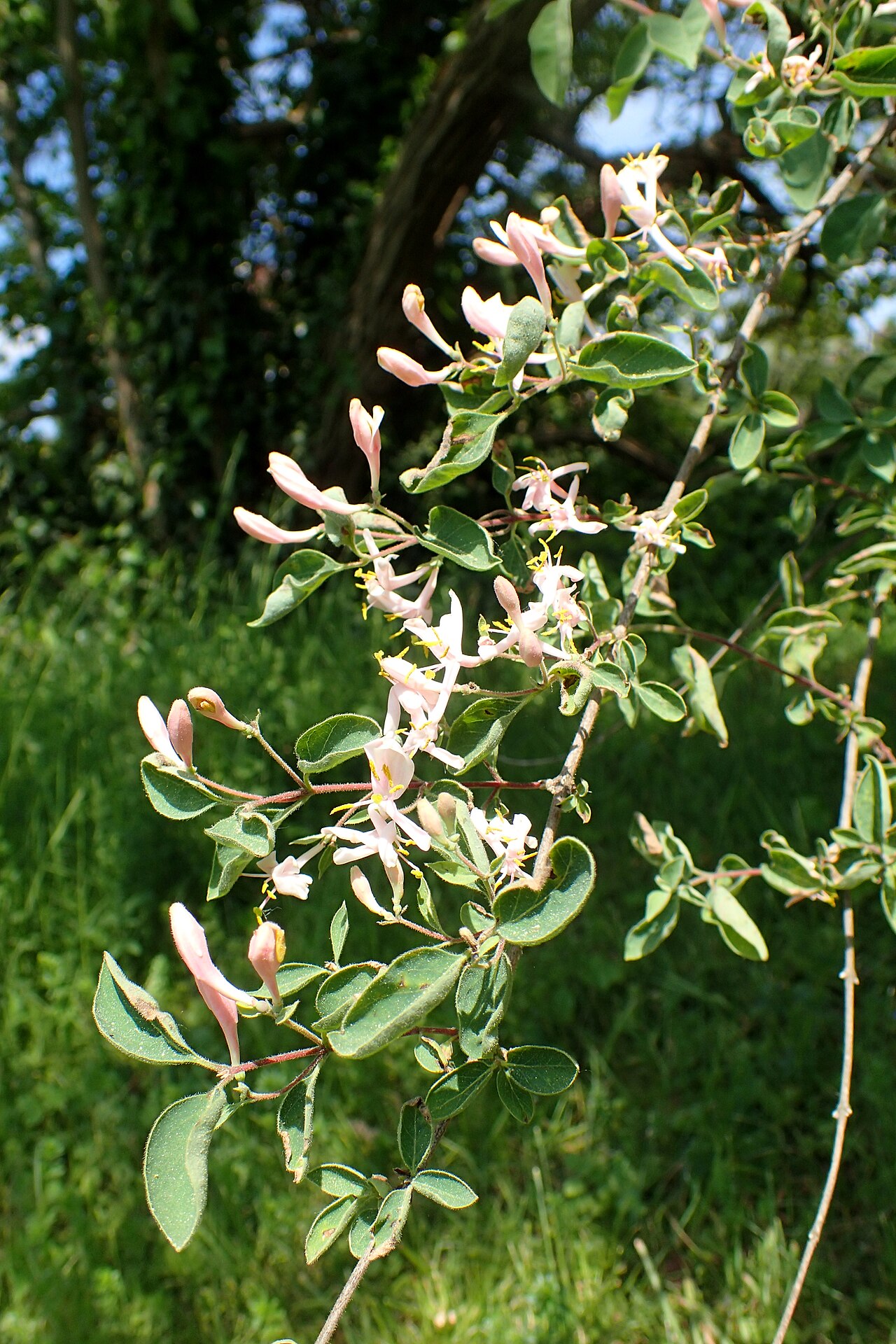 Blueleaf honeysuckle: Lonicera korolkowii in the Botanischer Garten, Berlin-Dahlem