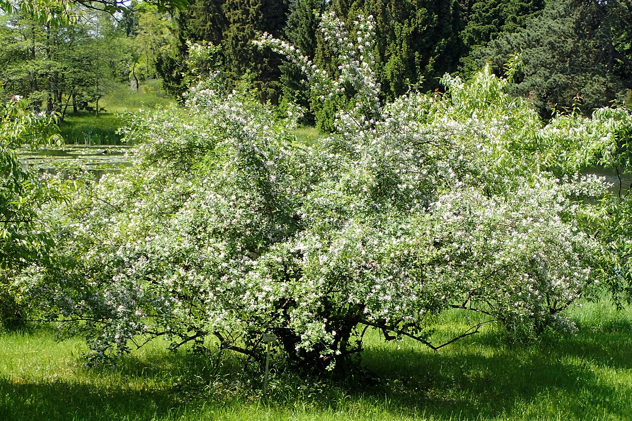 Blueleaf honeysuckle: Lonicera korolkowii in the Botanischer Garten, Berlin-Dahlem