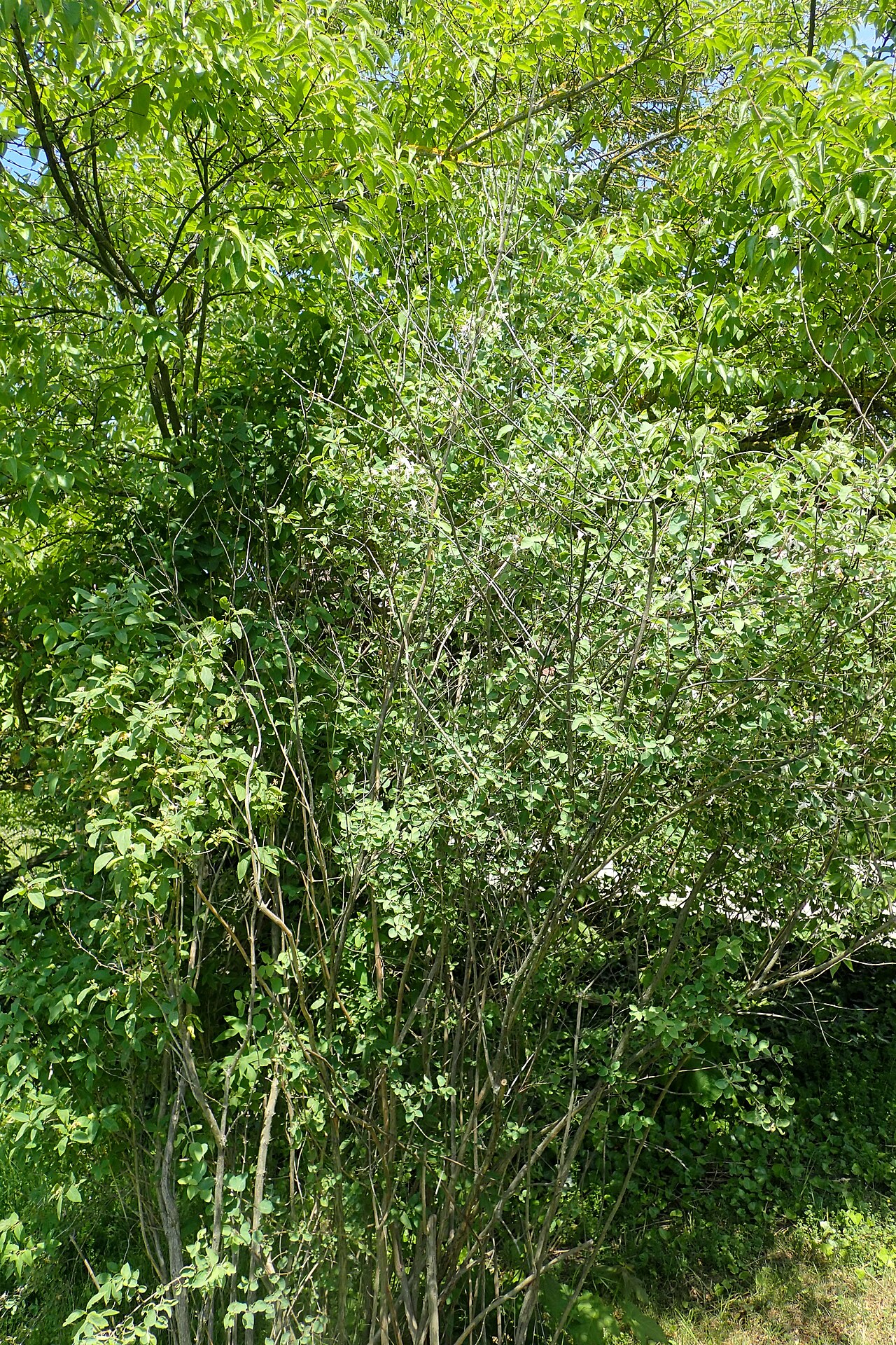 Blueleaf honeysuckle: Lonicera korolkowii in the Botanischer Garten, Berlin-Dahlem
