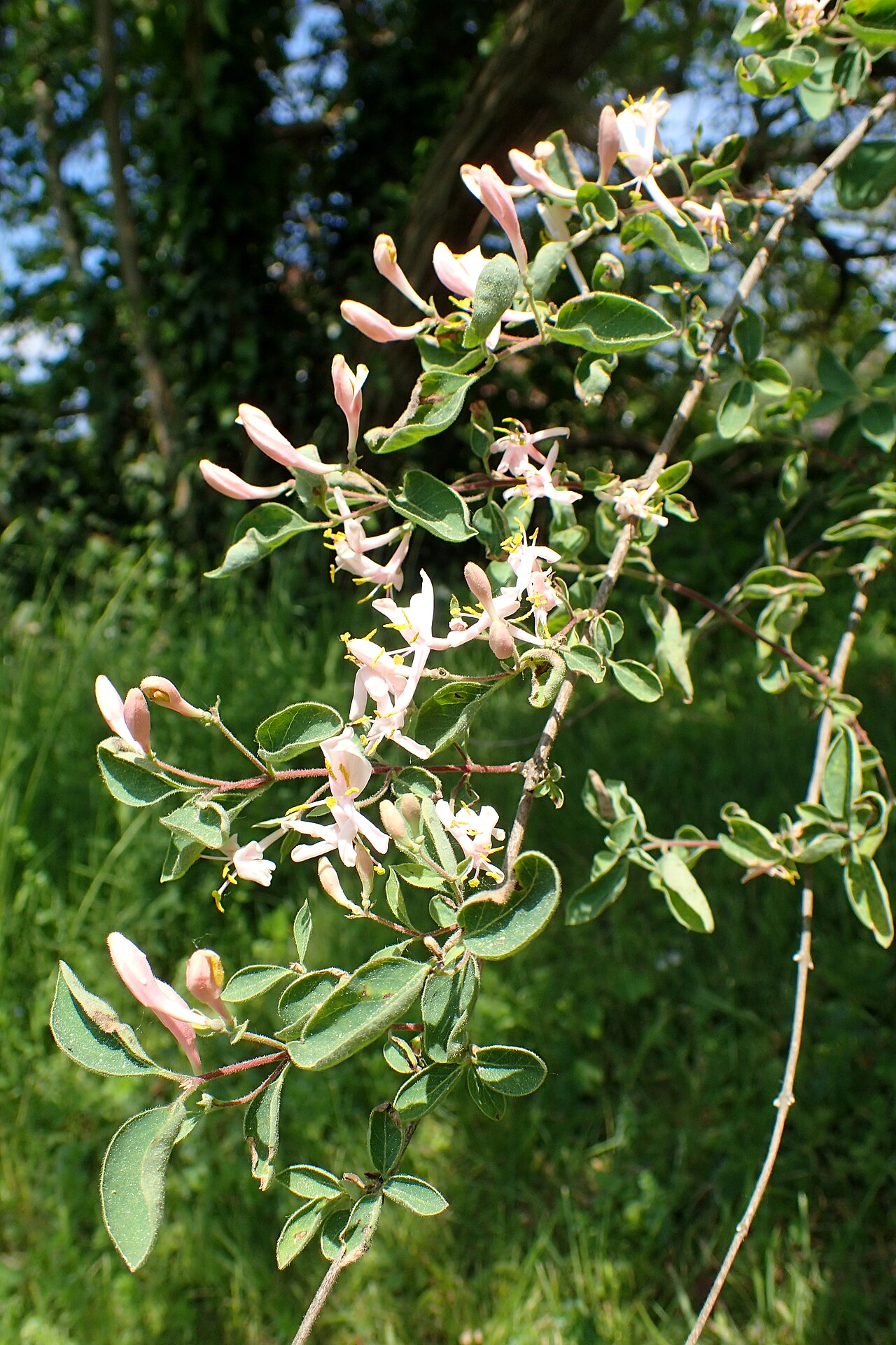 Blueleaf honeysuckle: Lonicera korolkowii in the Botanischer Garten, Berlin-Dahlem