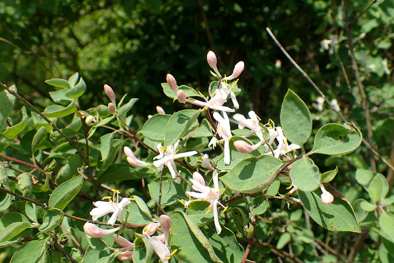 Blueleaf honeysuckle: Lonicera korolkowii in the Botanischer Garten, Berlin-Dahlem