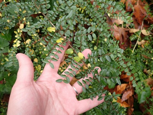 Lonicera ligustrina (Lonicera ligustrina)