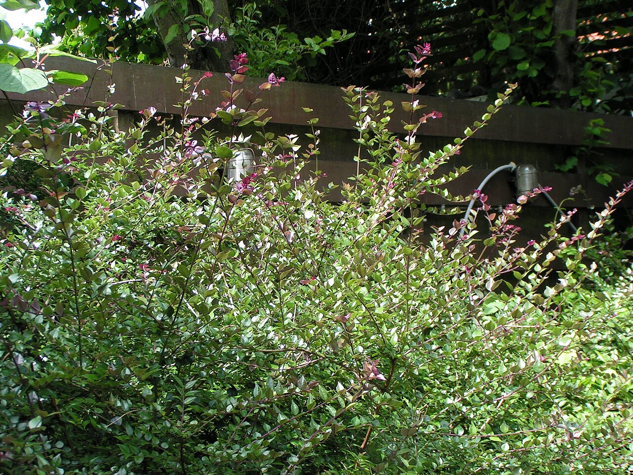 Lonicera ligustrina: Boxleaf honeysuckle