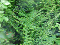 Lonicera ligustrina (Lonicera ligustrina)