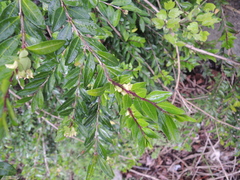 Lonicera ligustrina (Lonicera ligustrina)