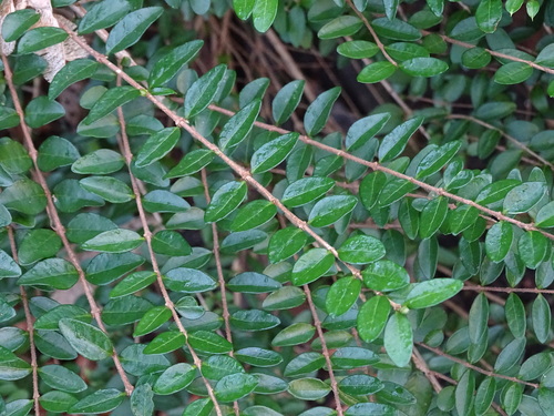 Lonicera ligustrina (Lonicera ligustrina)