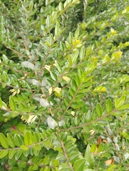 Lonicera ligustrina (Lonicera ligustrina)